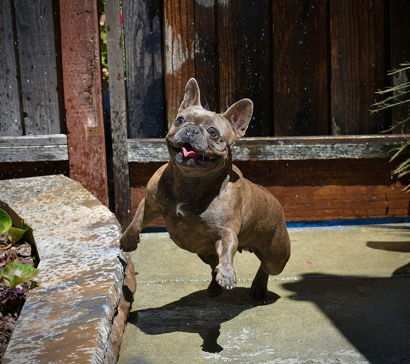 Gevlekte Franse Bulldog rent over een betonnen achtertuin.