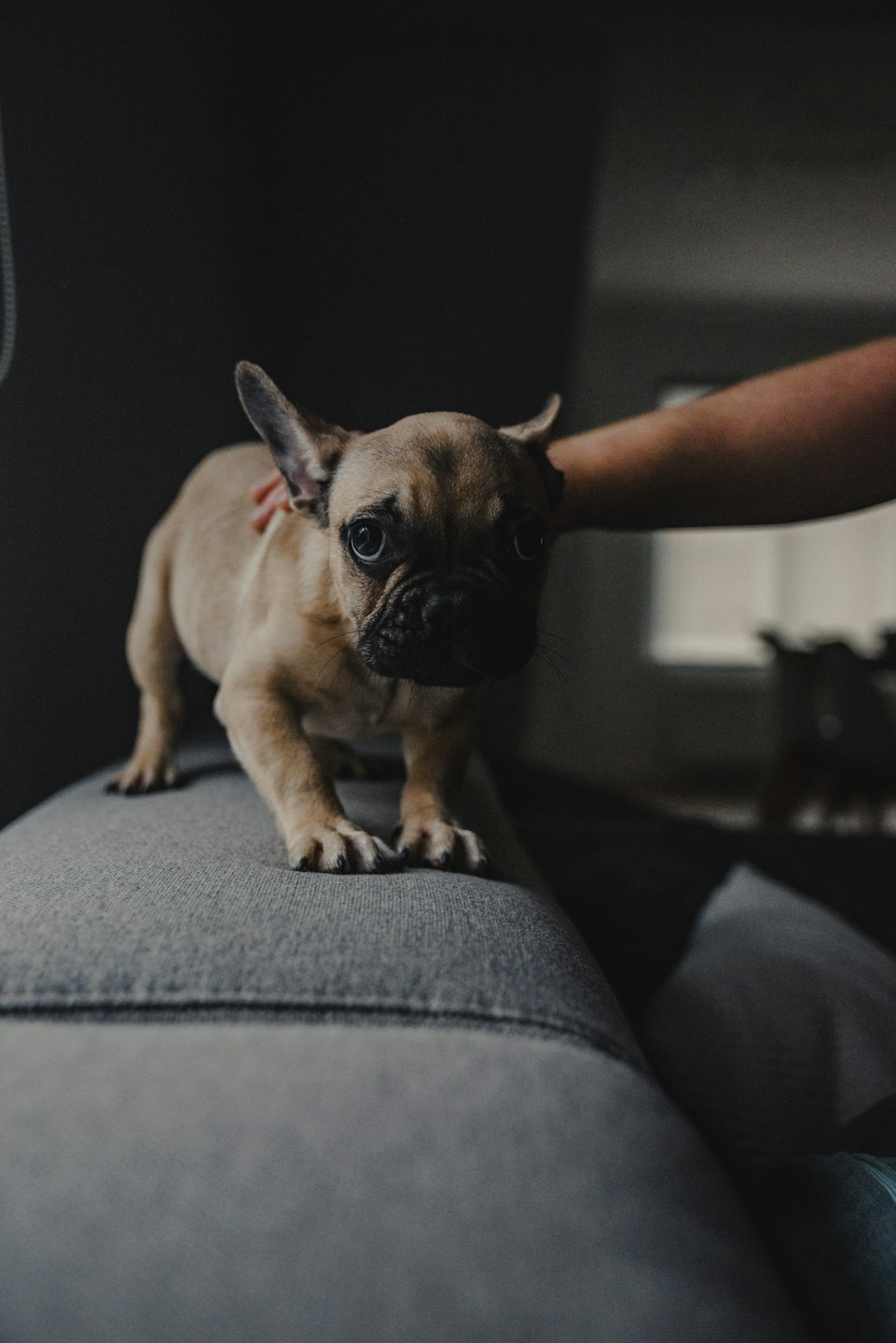 Een Franse Bulldog puppy staat op een bank terwijl hij geaaid wordt.