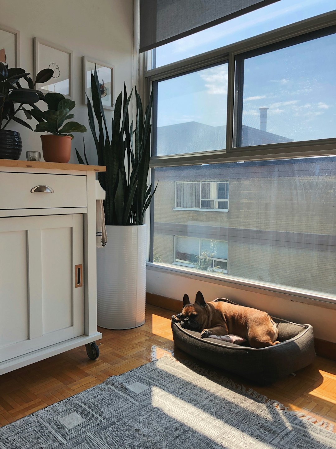 Bruine Franse Bulldog slaapt in een grijs hondenbed.