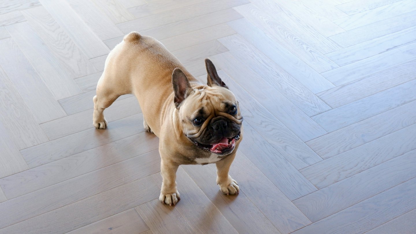 Een bruine Franse Bulldog die op een visgraat houten vloer staat.
