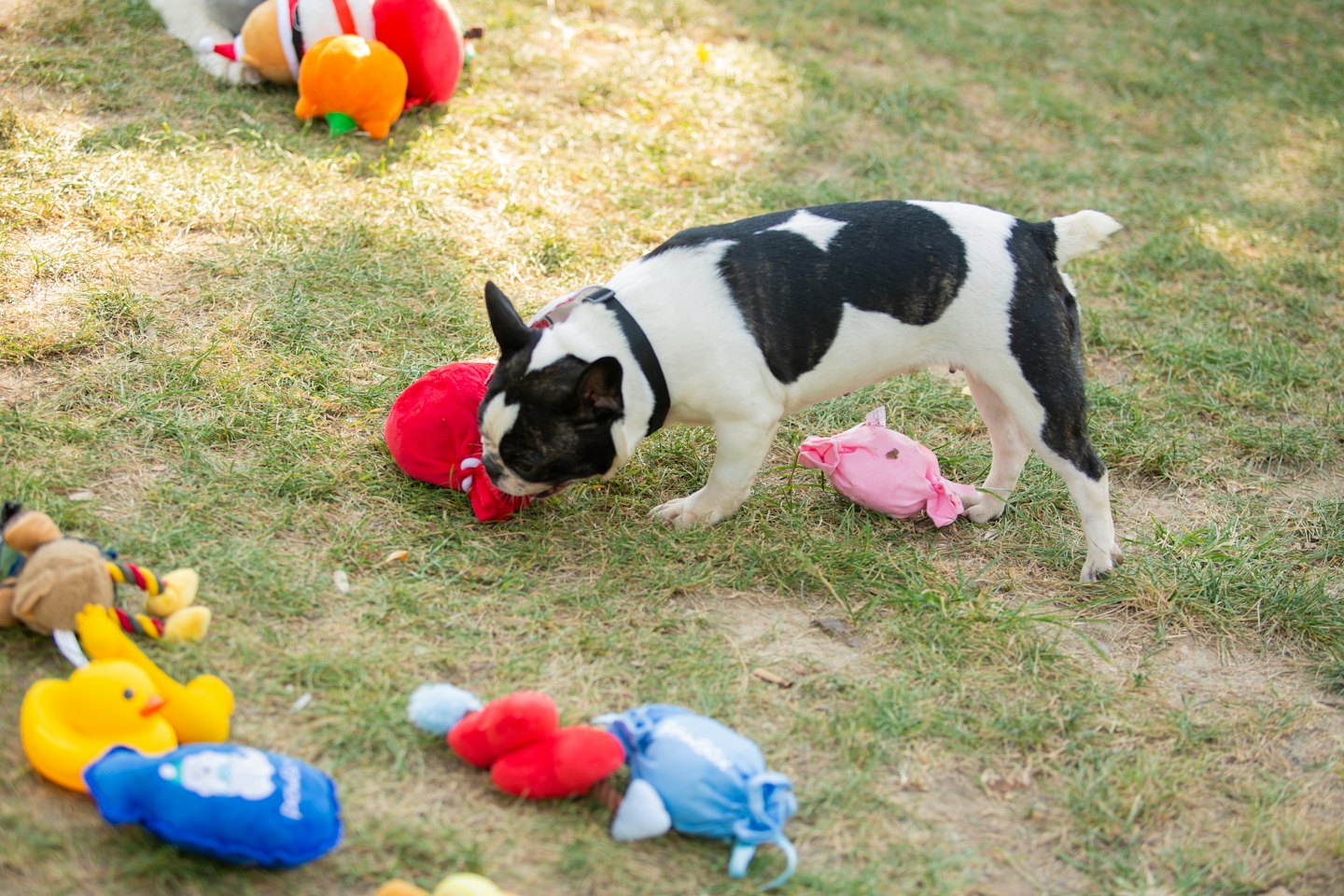 Franse buldog speelt met speelgoed op een groen gazon.