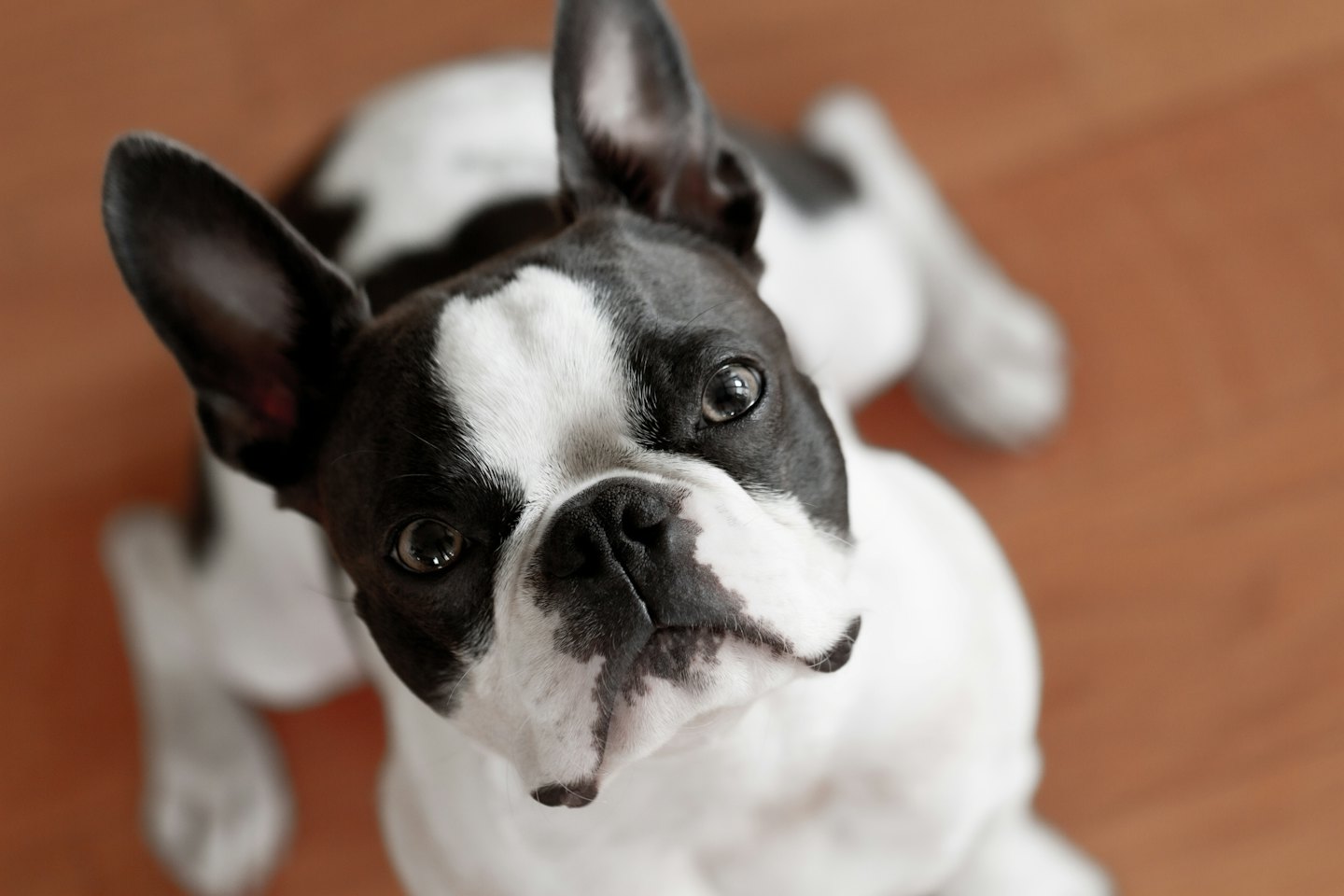 Zwart-witte Franse Bulldog op een houten vloer.