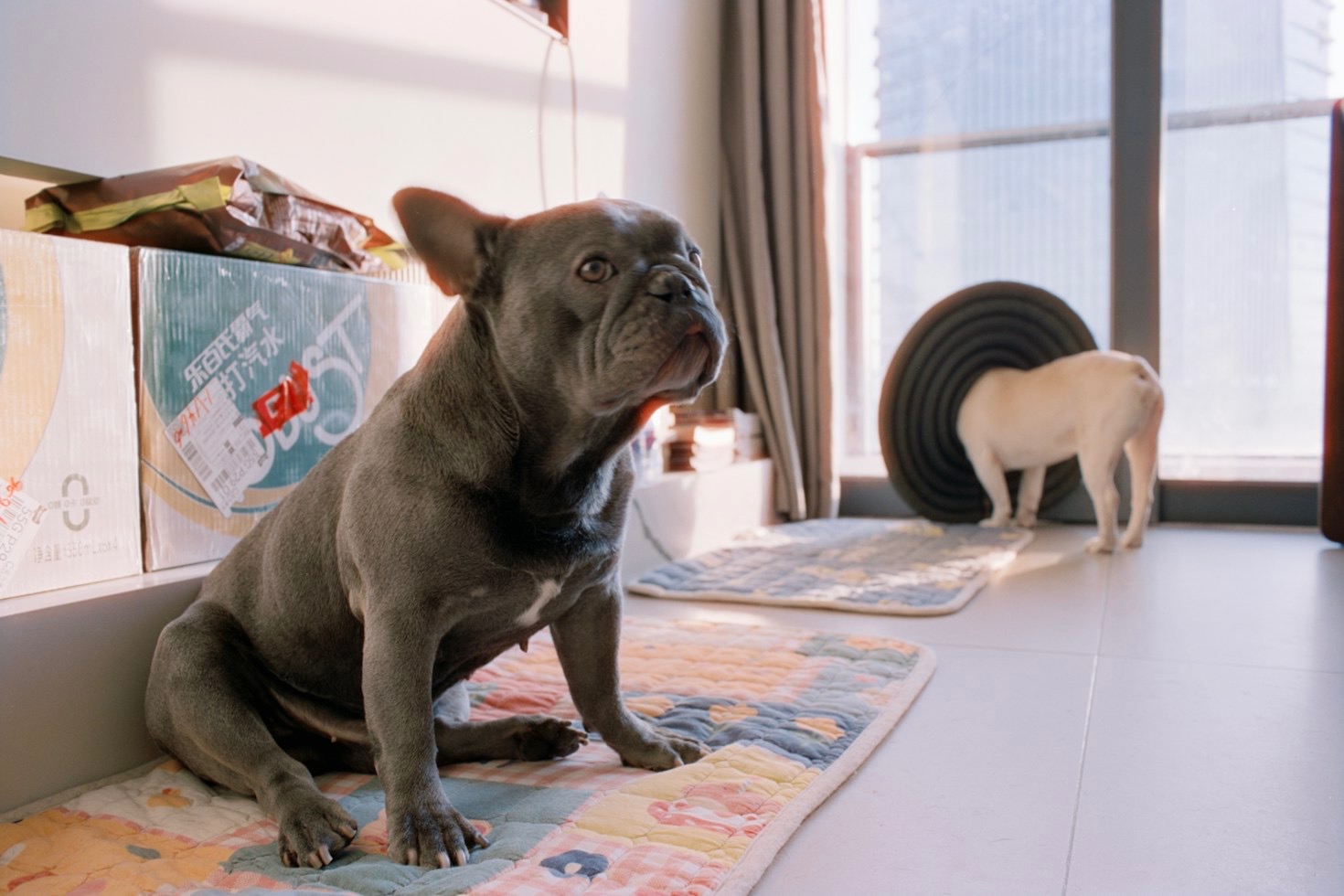 Een typische luie zondag met onze Franse bulldog